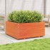 Jardinera madera maciza de pino marrón cera 100x100x49,5