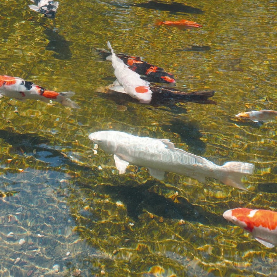 Ubbink AlgClear UVC 20000 18