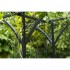 Nature Arco para jardín de metal negro 114x66x232