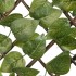 Nature Enrejado de jardín con palma de laurel hojas verdes 90x180