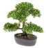 Emerald Mini bonsai artificial Ficus verde 32 cm