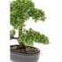 Emerald Mini bonsai artificial Ficus verde 32 cm