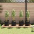 Tutores para tomates con bolsa 4 uds de acero y PP 116