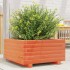 Jardinera madera maciza de pino marrón cera 50x50x26,5