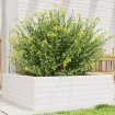Jardinera de madera maciza de pino blanca 70x70x23 cm