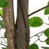 Planta Ficus Artificial 1260 Hojas 200 cm