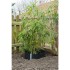 Lona negra protectora para raíces HDPE, 0,7 x 5 m Nature