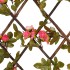 Enrejado expansible hiedra artificial rosa 5 uds 180x20
