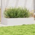 Jardinera de madera maciza de pino blanco 110x60x23