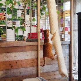 Quapas! Saco de escalada para gatos sisal 180