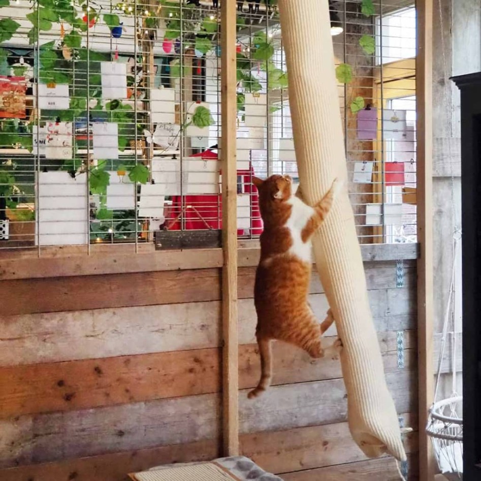 Quapas! Saco de escalada para gatos sisal 180