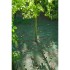 Nature Malla de recolección para fruta y hojas 4,3x4,3 m