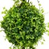Planta de Boj artificial con macetero verde 100