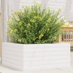 Jardinera de madera maciza de pino blanco 50x50x23 cm
