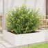Jardinera de madera maciza de pino blanca 80x80x23