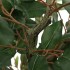 Árbol ficus artificial con 756 hojas verde 170
