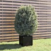 Jardinera de madera maciza de pino negro 40x40x40 cm