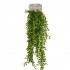 Emerald Ficus trepador artificial 80