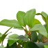 Planta artificial árbol de laurel con macetero 40 cm