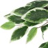 Ficus artificial con 378 hojas verde 80