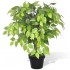 Planta enana artificial de ficus en maceta, 60