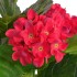 Planta artificial hortensia con macetero 60 cm