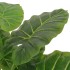 Planta de taro artificial con macetero 85 cm