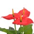 Planta de anturio artificial con maceta 90 cm roja y