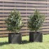 Jardineras 2 uds madera maciza de pino gris 31x31x31