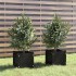 Jardineras 2 uds madera maciza de pino negra 31x31x31