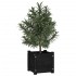 Jardineras 2 uds madera maciza de pino negra 31x31x31