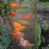 Ubbink Torre para peces 100 cm