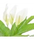 Planta artificial Anthurium con macetero 55 cm blanca