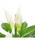 Planta artificial Anthurium con macetero 115 cm blanco