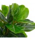 Planta artificial ficus con macetero 152 cm verde