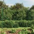 Cerca de alambre verde 1,4x25